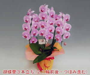 ō@Ӓ@j@jEMtgyY܂ꂽ炱̌Ӓzwm̓SlxXc񂪈ĂӒ3{i27֑OEڂ݊܂ށj/sN y/AE͕ʓr