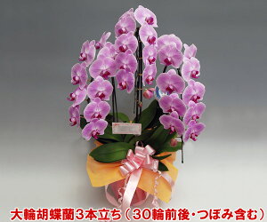 Ӓ@@j@t[Mtg@JXj@p@Ɨlyz"_ѐYb"ȂǗlXȏ܂܂wm̓SlxXcĂӒ3{i30OE