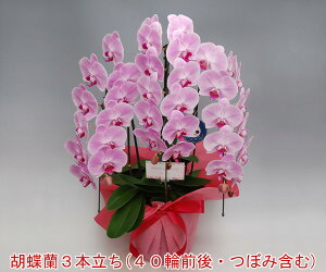 yEYnzwm̓SlxXc񂪈ĂӒ3{i40֑OEڂ݊܂ށj/sN yyMt_IzyyMt_bŹz