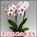 【送料無料　沖縄発送は出来ません】『洋蘭の鉄人』が育てたミディ胡蝶蘭・サクラヒメ2本立ち（14輪前後・つぼみ含む）【ギフト・　角鉢終了の為　無料ラッピングいたします】