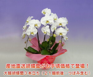 Ӓ@j@JX@JƁ@AC@@Mtg@ō@摜zM@iۏ؁yYnIz15IIтʂꂽӒ3{i20OEڂ݊܂ށj/zCg yy