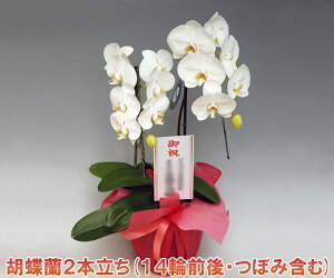 jy̓E̓@hV̓@̑MtgzEwm̓SlxĂ~fBӒEA}rX2{i14֑OEڂ݊܂ށjyyMt_bŹz