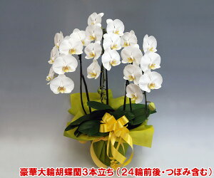 yhV̓MtgzIIєꂽӒ3{i24֑OEڂ݊܂ށj/zCg