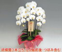 大人気大輪胡蝶蘭3本立ち24リン以上確約品/ホワイト　御祝　胡蝶蘭　贈り物に最適/つぼみが多い場合あり　送料無料！（但し沖縄・離島は発送出来ません）産地直送でお届けする選び抜かれた大輪胡蝶蘭3本立ち（24輪以上・つぼみ含む）/ホワイト