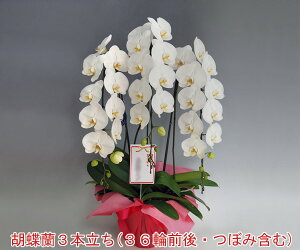 y݂ڂݑ߂łBzyzwm̓SlxXc񂪈ĂӒ3{i36֑OEڂ݊܂ށj/zCgyyMt_IzyyMt_bŹzyMarathon10P05Sep12z