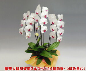 y̓MtgIz͂wł܂BEYnł͂Iєꂽ֌Ӓ3{i24֑OEڂ݊܂ށj/ԃbv@yyMt_IzyyMt_bZ