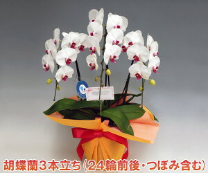 Ԍl/ڂݑ߂̏ꍇjy̓@̓@hV̓MtgzIYnł͂Iєꂽ֌Ӓ3{i24֑OEڂ݊܂ށj/ԃbv