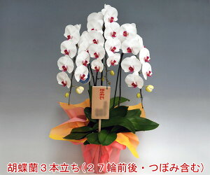 yEYnzwm̓SlxXc񂪈ĂӒ3{i27֑OEڂ݊܂ށj/ԃbv yyMt_IzyyMt_bŹz