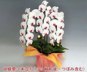 ݂ڂݑ߂łBynzB͏o܂/[mFzm̓SlxXc񂪈ĂӒ3{i33OEڂ݊܂ށj/1.ԃbvE2.sNE3.