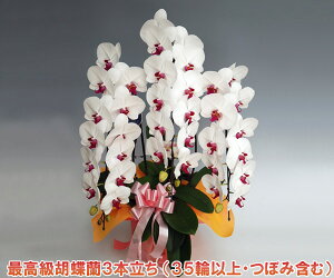 ֌Ӓ@j@JXj@lCiyzwm̓SlxXc񂪈ĂӒ3{i35OEڂ݊܂ށj/ԃbvyƗlɑlCizyڂݑ߂̏ꍇz