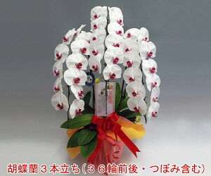 ݂ڂݑ߂łB yrWlXMtgɑlCzyEYnz13OFFwm̓SlxXc񂪈ĂӒ3{i36OEڂ݊܂ށj/ԃbvyyMt_I