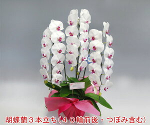 yEYnzwm̓SlxXc񂪈ĂӒ3{i40֑OEڂ݊܂ށj/ԃbv yڂݑ߂̏ꍇzyyMt_bŹz