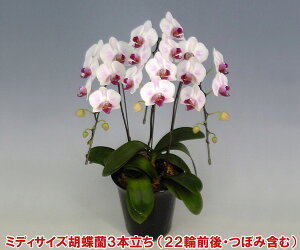 j@~fBӒwKłx@~fBӒ3{i22֑OEڂ݊܂ށj@Ђ߁@̓̑蕨ɁI̓Ԃ̂ ͂̎w͏鎖o܂