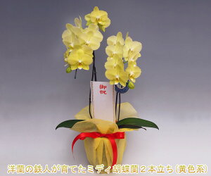 ʉi@Ӓ@j@JX@JƁ@AC@Mtg@ō@摜zM@iۏ؁wm̓SlxXcĂ~fB[TCYӒ2{i14OEڂ݊܂ށj/Fn