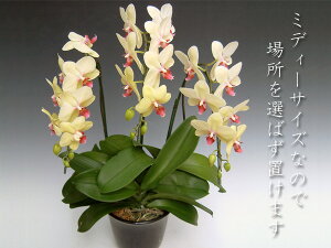 wm̓SlxXc񂪈Ă~fB[TCYFӒ 3{ 30֑O JXj JƏj ړ]j ACj a ӒMtgyʓrς-E^l