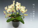 黄色い胡蝶蘭3本立ち【産地直送でお届け！】※現在、つぼみ多めとなります。『洋蘭の鉄人』森田氏が育てたミディーサイズ胡蝶蘭3本立ち（21リン前後・つぼみ含む）/ザルツマン 珍しい黄色の胡蝶蘭【楽ギフ_包装選択】【楽ギフ_メッセ入力】