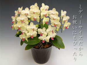 yYnł͂Izڂݑ߂̏ꍇBwm̓SlxXcĂ~fB[TCYӒ5{i35OEڂ݊܂ށj/Uc} F̌Ӓ yE