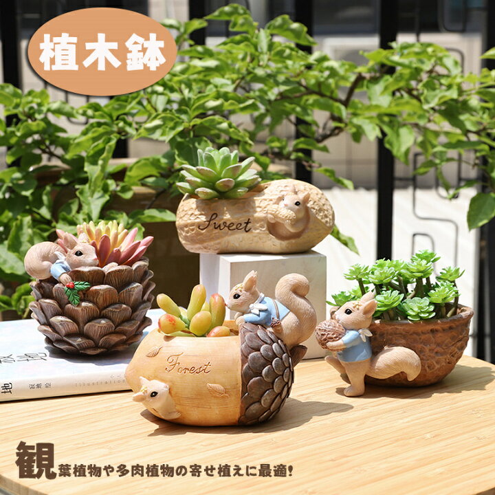 楽天市場】植木鉢 多肉植物 ミニ 可愛い 寄せ植え 鉢 樹脂 おしゃれ 