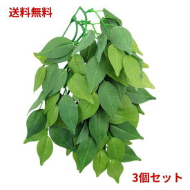 【訳アリ・店舗展示期間あり】レプティズー フィカス テラリウムプラント 300mm×3個セット