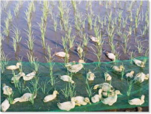 VēאlCiߘa7NYRЂ邺񍂌YACK_@͔|RVqJ5kgyz@đI@kCEǉ