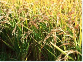 おすすめ令和6年産とっても大きな米粒　高級すし米　岐阜はつしも玄米10kg　送料無料　精米選択可