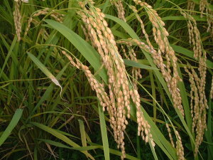 lC̐ΐ\oYߘa7NYΐ쌧܂݂̑f[RgpMỸRVqJʍ͔|Č25kgyzđI