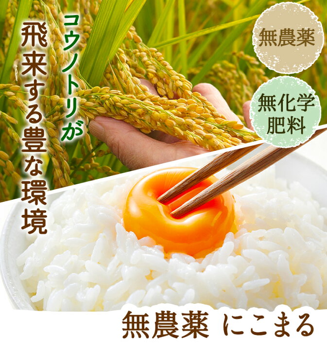 楽天市場】無農薬 玄米 米 2kg無農薬 にこまる令和7年 福井県産限定米 