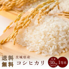 令和5年度産　茨城県産コシヒカリ 玄米30kg（精米無料）（1等米）(送料無料　但し北海道　中国　九州　四国　沖縄　離島を除く）