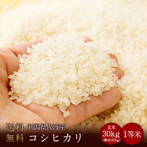 楽天市場】新潟県産コシヒカリ 玄米30kgの通販