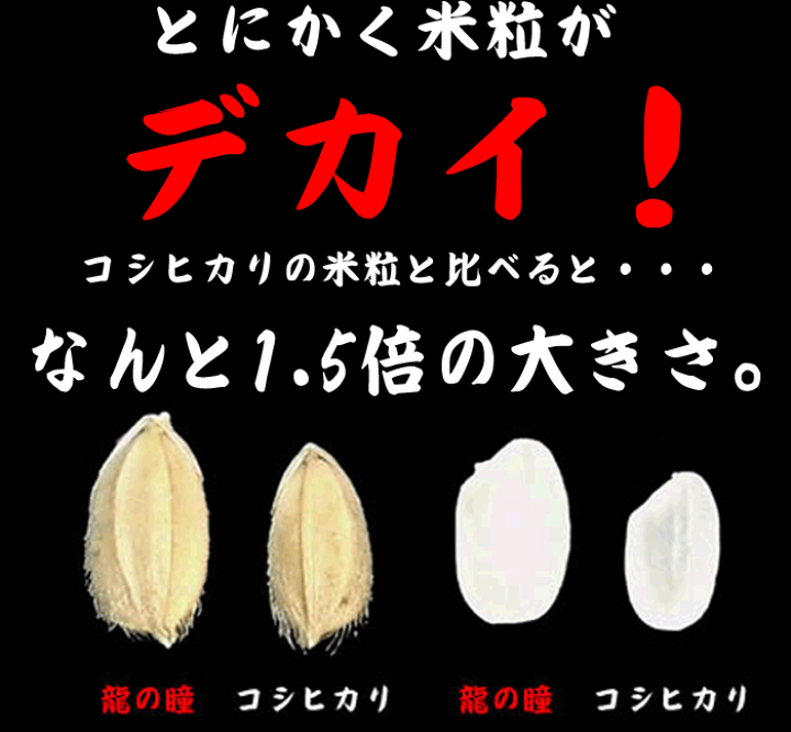 楽天市場】龍の瞳 白米 3kg 令和6年産 いのちの壱 内祝い お中元