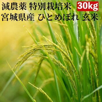 楽天市場】令和7年産【特別栽培米】京都丹波産にこまる 玄米30kg（7 