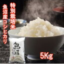 【予約】 魚沼産コシヒカリ 5kg 令和7年度産 新米 新潟産 魚沼産こしひかり 5kg コシヒカリ 米 贈答用 新潟県産 こしひかり 魚沼コシヒカリ お米 5キロ 新潟こしひかり 魚沼産 新潟米 白米 特別栽培米 のし対応 内祝い お祝い 出産 挨拶 粗品 仕送り 贈答 ギフト