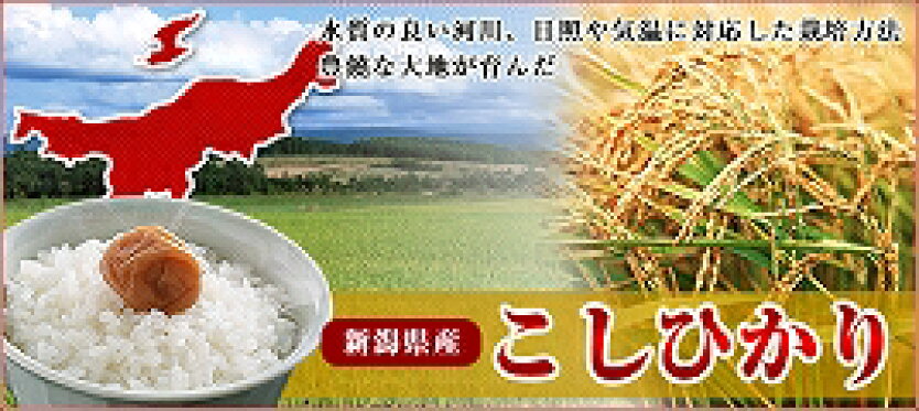 新潟県産こしひかり