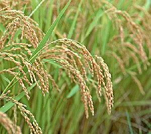 Ė10LO  ăqm`10L̖݂ɕ֗ł