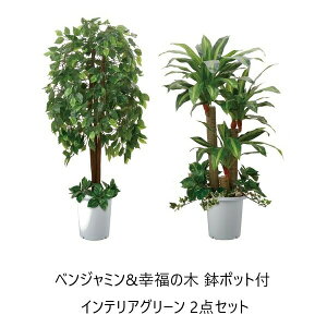 ベンジャミン 花 観葉植物の人気商品 通販 価格比較 価格 Com