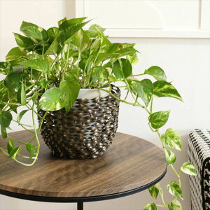 ACAv^[ Jo[ S[h LTCY K[fjO _ Aؔ v^[ Aؔ v^[Jo[2408TSF004 i ACA _eCXg X^h^ v^[ Jo[ K