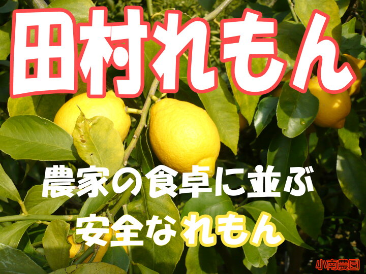 楽天市場 国産レモン 農家が家用に栽培したレモン1kg 小南農園 楽天市場 国産レモン 農家が家用に栽培したレモン1kg 小南農園