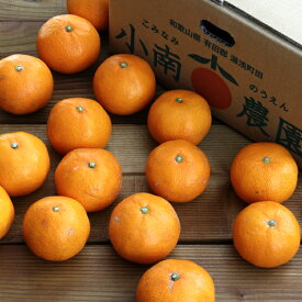 訳あり有田みかん10kg（和歌山県産）10月下旬頃から順次発送