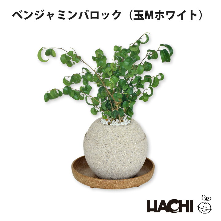 楽天市場】【今だけ☆P5倍】【初心者向け】観葉植物 ベンジャミン 