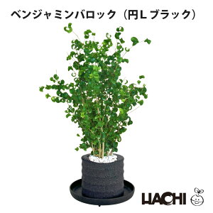 【初心者向け】観葉植物 ベンジャミン バロック 本物 小さい ミニ 鉢植え アクアプラントポット 3号 4号 フィカス ベンジャミン 受け皿付き 育てやすい 新築祝い 開店祝い 結婚祝い 誕生日