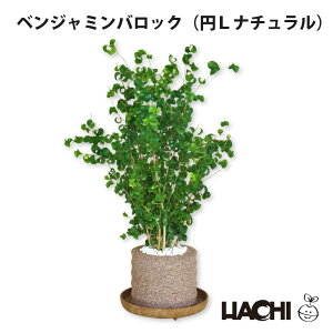 ySҌzϗtA xW~ obN {  ~j A ANAvg|bg 3 4 tBJX xW~ 󂯎Mt Ă₷ Vzj JXj j a 