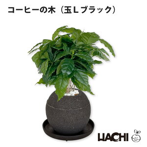 ySҌzϗtA R[q[̖ {  ~j A ANAvg|bg 3 4 5 6 ^ NX}X v[g ArJ 󂯎Mt Ă₷ JXj Vzj 