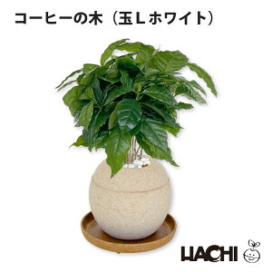 【ポイント2倍】【初心者向け】観葉植物 コーヒーの木 本物 小さい ミニ 鉢植え アクアプラントポット 3号 4号 5号 6号 大型 クリスマス プレゼント アラビカ種 受け皿付き 育てやすい 開店祝
