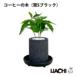 y|Cg2{zySҌzϗtA pL KW} R[q[̖ TXxA Xe e[uV { Vzj JXj NX}X v[g ^  A ANA