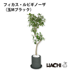 ySҌzϗtA tBJX tXS̖ ^ {  ~j A ANAvg|bg 4 5 6 S̖ rMm[T \tBA Ύ 󂯎Mt Ă₷ Vzj