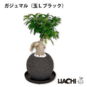 【ポイント2倍】【初心者向け】観葉植物 ガジュマル 大型 本物 小さい ミニ 鉢植え アクアプラントポット 3号 4号 5号 6号 クリスマス プレゼント ガジュマルの木 8の字 受け皿付き 育てやす