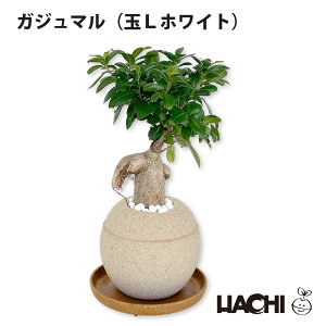 【ポイント5倍】【初心者向け】観葉植物 ガジュマル 大型 本物 小さい ミニ 鉢植え アクアプラントポット 3号 4号 5号 6号 クリスマス プレゼント ガジュマルの木 8の字 受け皿付き 育てやす