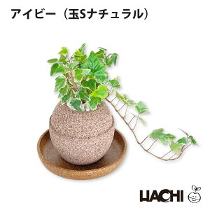 y99%OFFN[|zz421`zySҌzϗtA ACr[ wf {  ~j A ANAvg|bg 3 4 󂯎Mt Ă₷ Vzj JXj j a