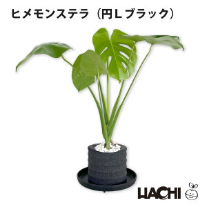 ySҌzϗtA qXe Xe {  ~j A ANAvg|bg 3 4 5 6 ^ NX}X v[g 󂯎Mt Ă₷ JXj Vzj 