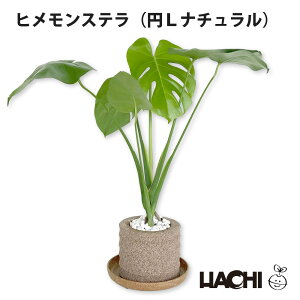 ySҌzϗtA qXe Xe {  ~j A ANAvg|bg 3 4 5 6 ^ NX}X v[g 󂯎Mt Ă₷ JXj Vzj 